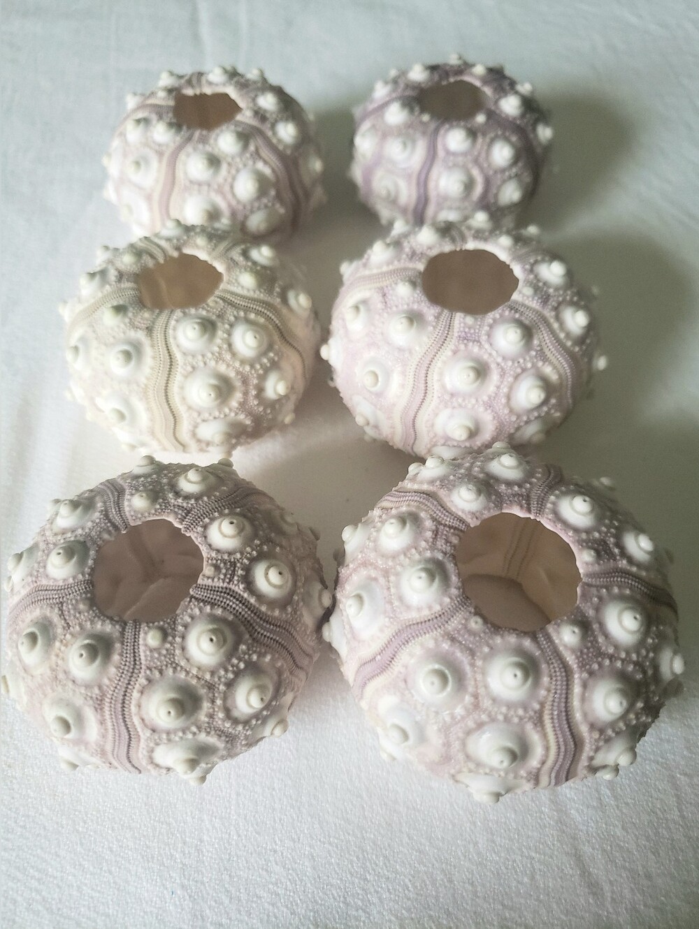 6 Sputnik Sea Urchins For Airplants